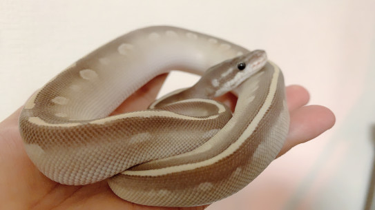 飼い主様募集中 ボールパイソン Hime Luxe Reptiles