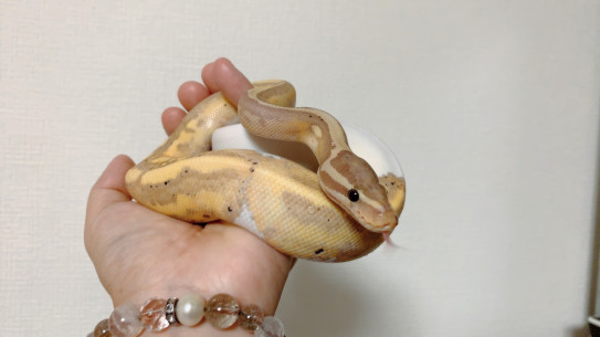 飼い主さま募集 ボールパイソンバナナパイ Hime Luxe Reptiles