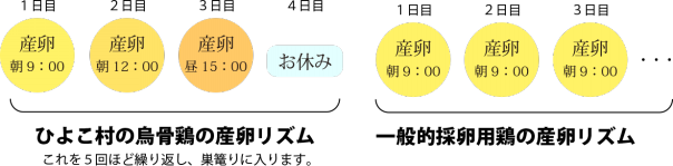 多産烏骨鶏とは ひよこ村