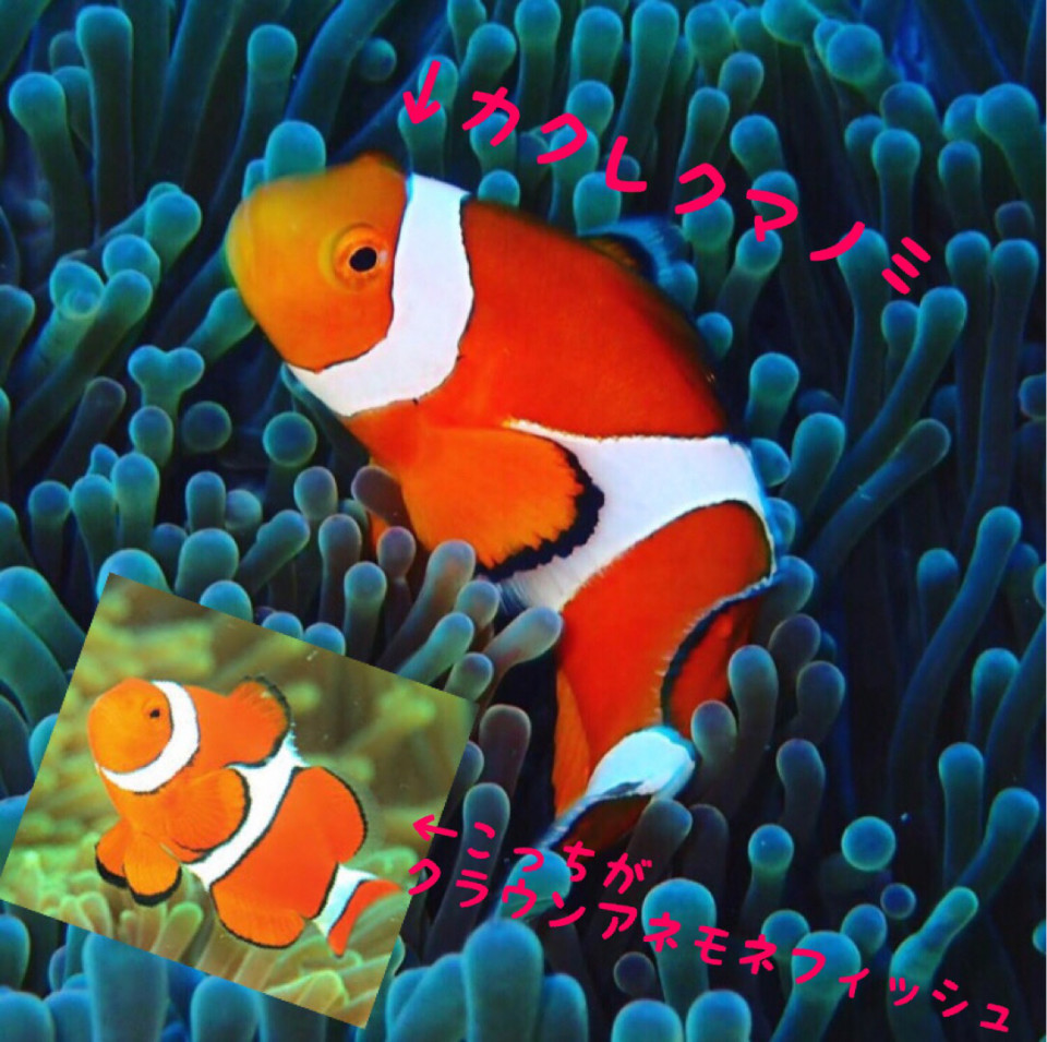 Marin 毎日更新 12 琉球大学公認ダイビングサークル Marin Marin 毎日更新 12 琉球大学公認ダイビングサークル Marin