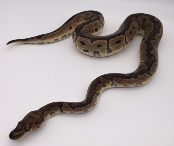 ボールパイソン一覧 777reptiles ボールパイソンと蛇の爬虫類専門店