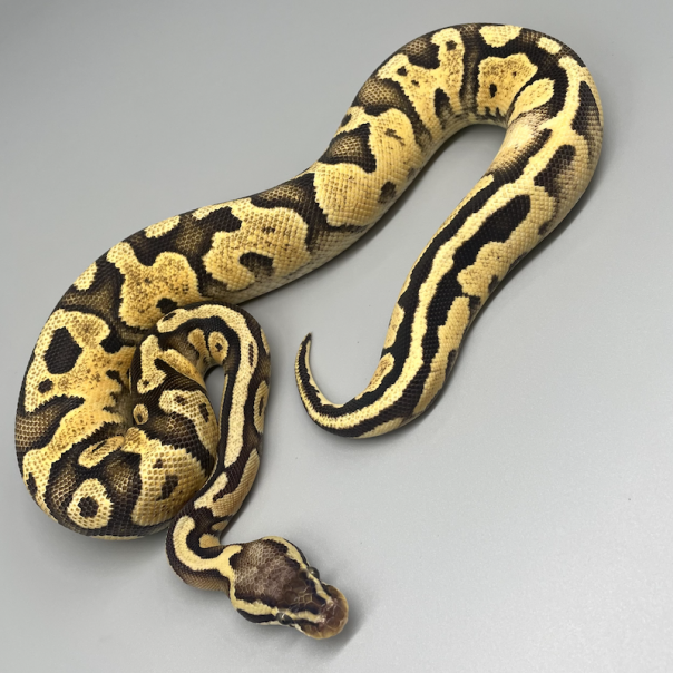 PIE BALD (パイボール) | 777 Reptiles-ボールパイソンを中心とした