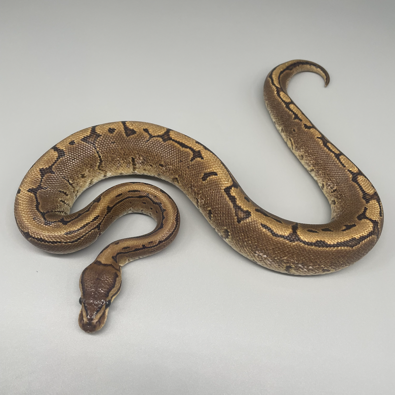 CALICO (キャリコ) | 777 Reptiles-ボールパイソンを中心とした爬虫類