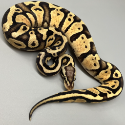 The Complete Ball Python コンプリートボールパイソン BALL PYTHON | 777 Reptiles-ボールパイソンを中心とした爬虫類専門店-