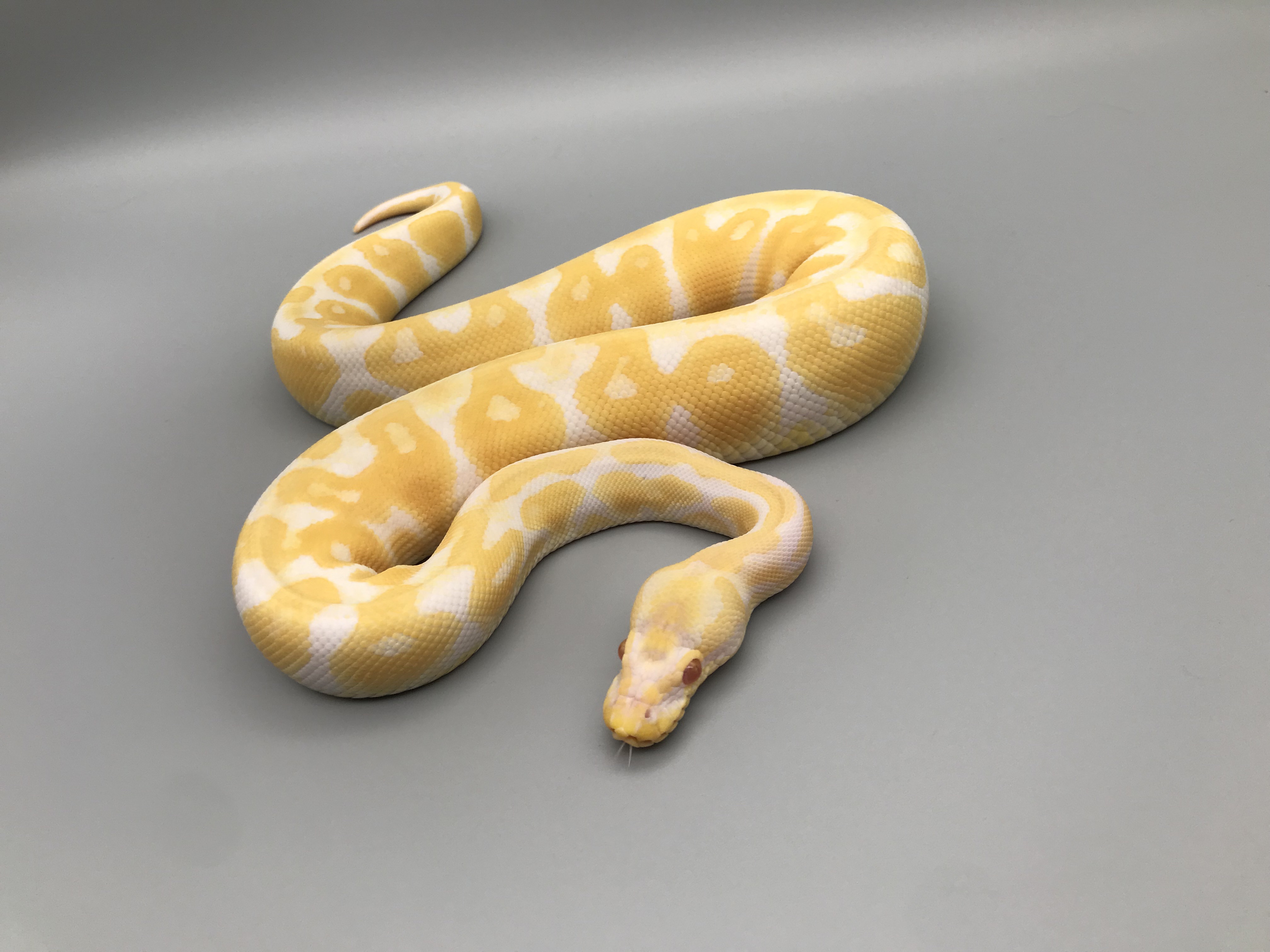 ALBINO (アルビノ) | 777 Reptiles-ボールパイソンを中心とした爬虫類