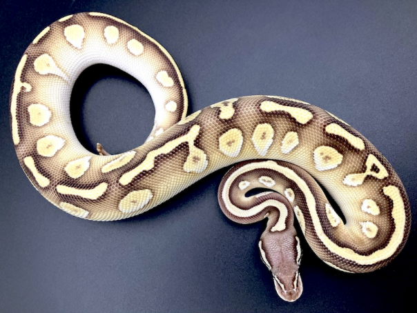 PASTEL (パステル) | 777 Reptiles-ボールパイソンを中心とした