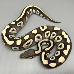 BALL PYTHON | 777 Reptiles-ボールパイソンを中心とした爬虫類専門店-