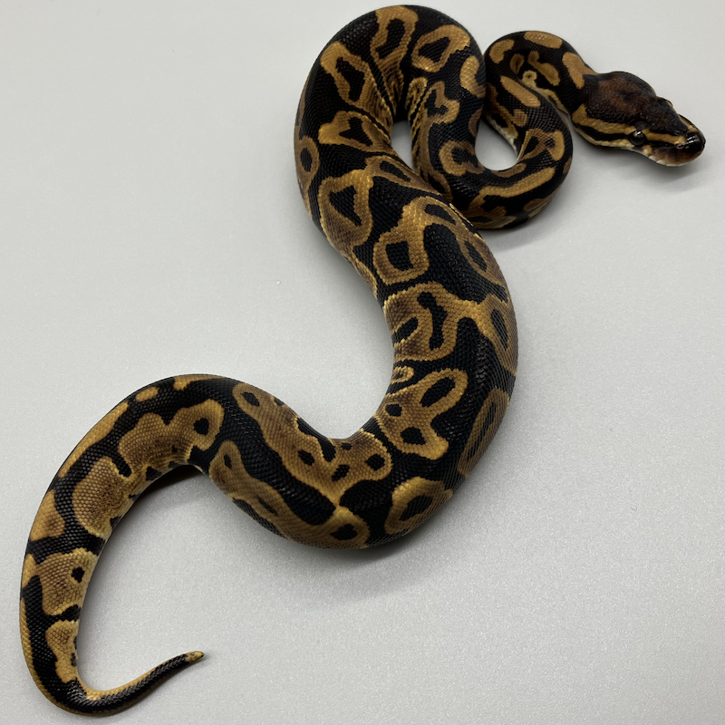 LEOPARD (レオパード) | 777 Reptiles-ボールパイソンを中心と