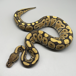 BALL PYTHON | 777 Reptiles-ボールパイソンを中心とした爬虫類専門店-
