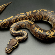 ボールパイソンのハンドリング方法 777 Reptiles ボールパイソンを中心とした爬虫類専門店