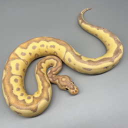 BALL PYTHON | 777 Reptiles-ボールパイソンを中心とした爬虫類専門店-