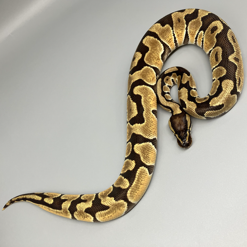 ENCHI (エンチ) | 777 Reptiles-ボールパイソンを中心とした