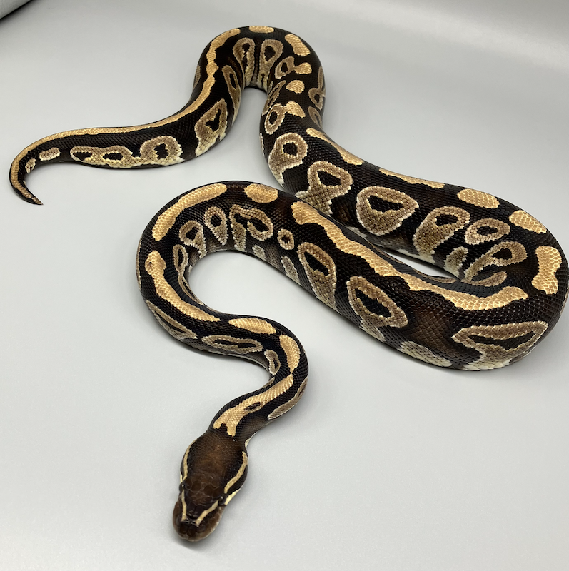 b5c0d69e3d14b94c92721390945b03