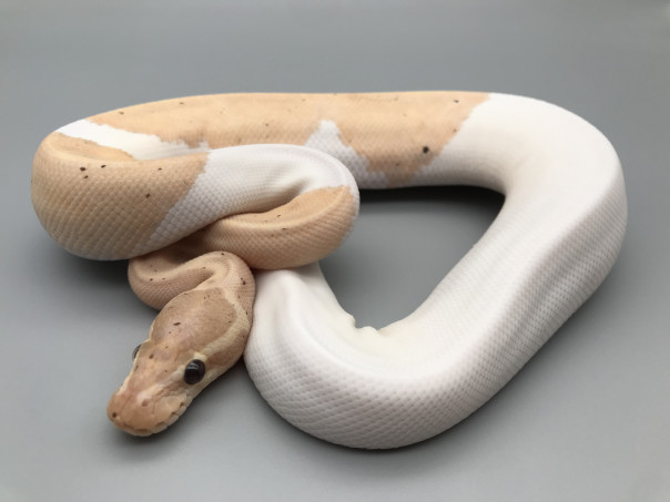 モルフ紹介 パイボール 777 Reptiles ボールパイソンを中心とした爬虫類専門店