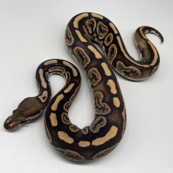 BLACK PASTEL(ブラックパステル) | 777 Reptiles-ボールパイソンを中心
