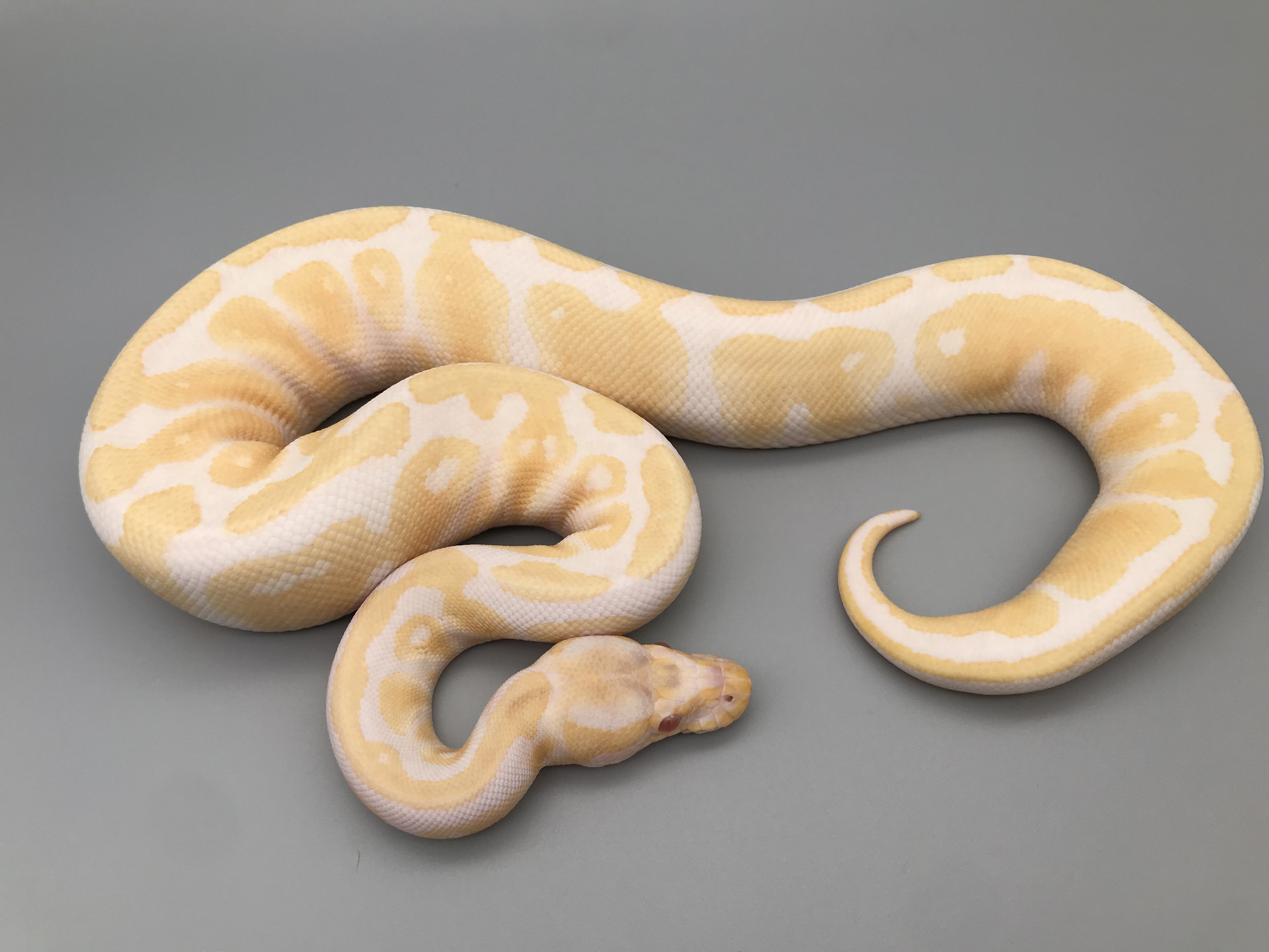 ALBINO (アルビノ) | 777 Reptiles-ボールパイソンを中心とした爬虫類