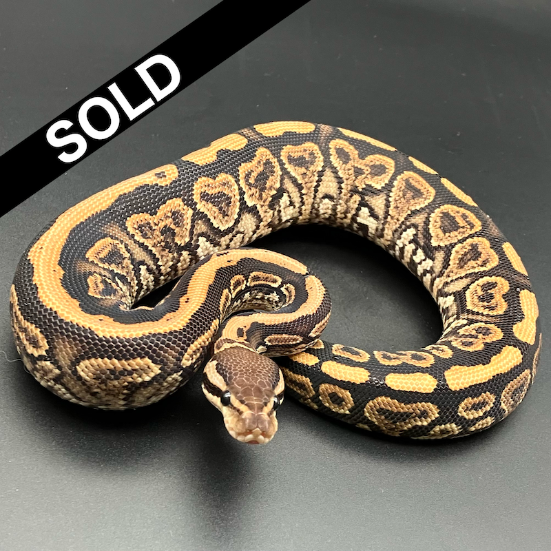 BLACK PASTEL(ブラックパステル) | 777 Reptiles-ボールパイソン
