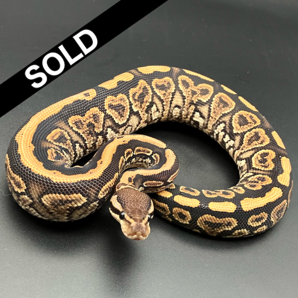 BLACK PASTEL(ブラックパステル) | 777 Reptiles-ボールパイソンを中心