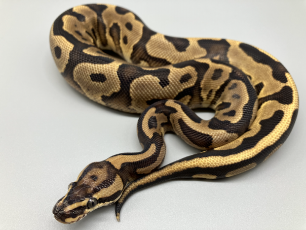 LEOPARD (レオパード) | 777 Reptiles-ボールパイソンを中心と