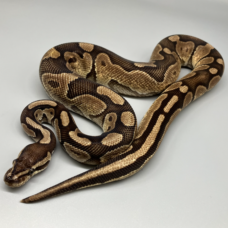 CINNAMON (シナモン) | 777 Reptiles-ボールパイソンを中心と