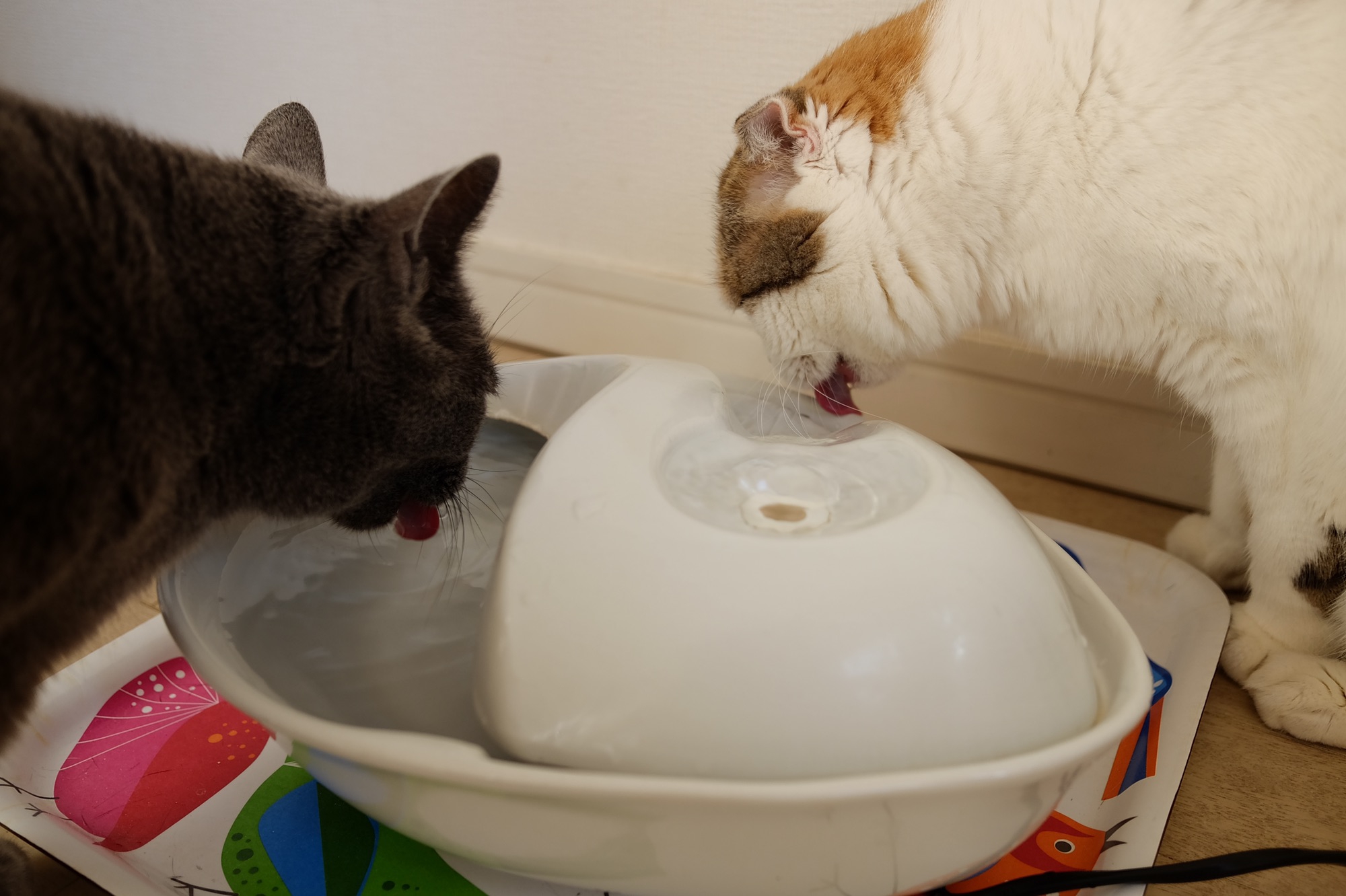 寒くてラーメンを食べた日 豆腐の間借り