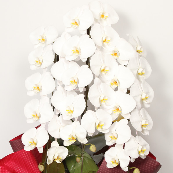 胡蝶蘭 Phalaenopsis Orchid 花専門店 かあちゃんの花束