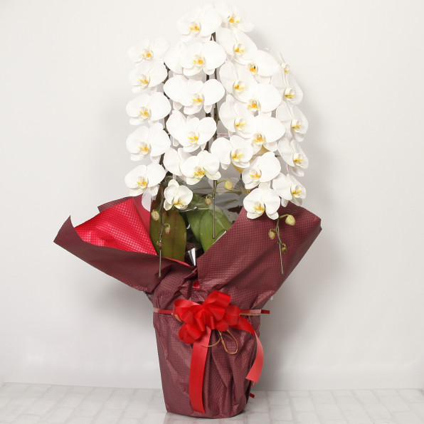 胡蝶蘭 Phalaenopsis Orchid 花専門店 かあちゃんの花束 胡蝶蘭 Phalaenopsis Orchid 花専門店 かあちゃんの花束
