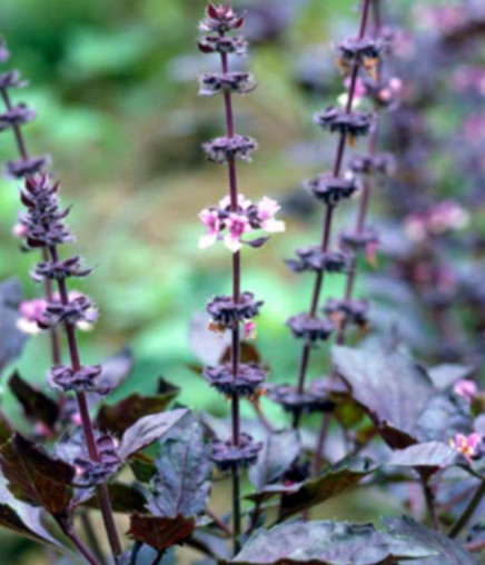 暗紫色の葉とピンクの花のコントラストがあでやか ダークオパールバジル ポタジェガーデン 公式サイト
