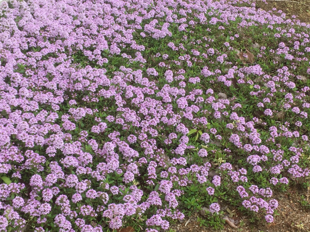 グランドカバーにおすすめの植物5選 育てやすく踏みつけに強いハーブから厳選 ポタジェガーデン 公式サイト