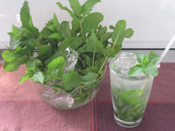 炭酸水で作るミント レモンウォーター ポタジェガーデン 公式サイト 炭酸水で作るミント レモンウォーター ポタジェガーデン 公式サイト