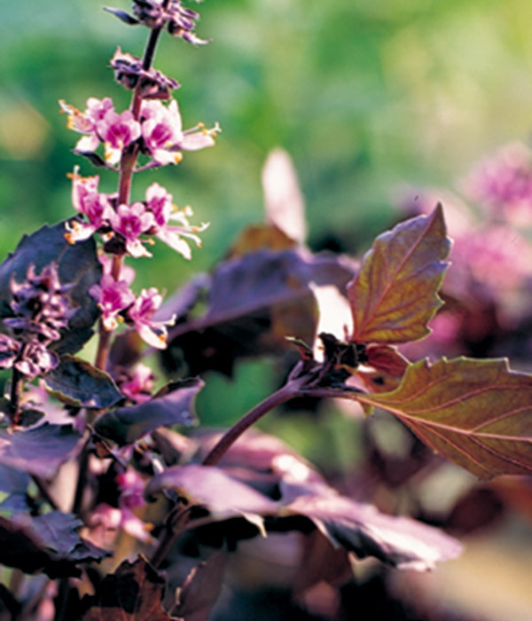 サラダやパスタに鮮やかな紫色の彩りを添えるハーブ パープルラッフルバジル ポタジェガーデン 公式サイト
