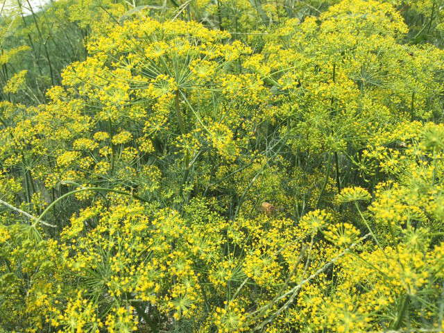 ディルの花 ポタジェガーデン 公式サイト