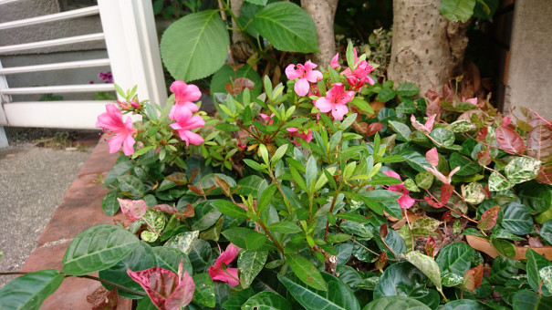 マリーゴールド植えました ぽかぽか マリーゴールド植えました ぽかぽか