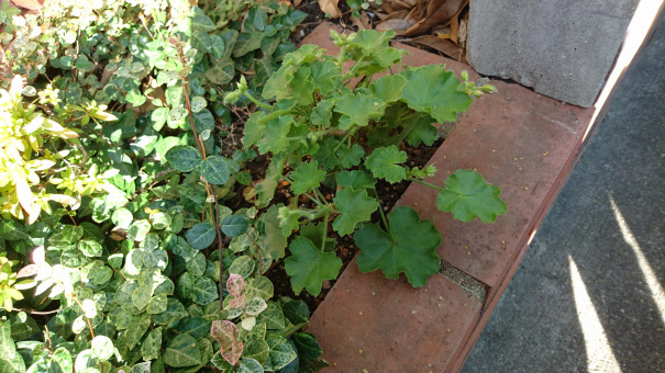 地植え ぽかぽか