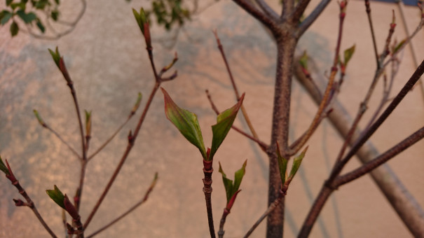 新芽がモリモリ ぽかぽか