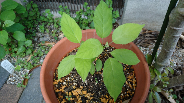 山紫陽花 挿し木 時期 アジサイ 挿し木の仕方