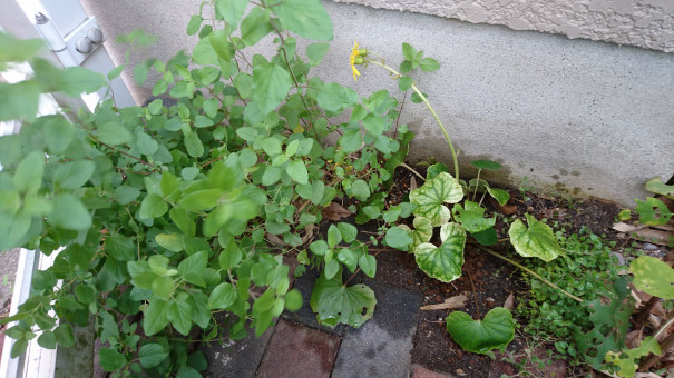 ツワブキ植え替えとアナベル剪定 ぽかぽか