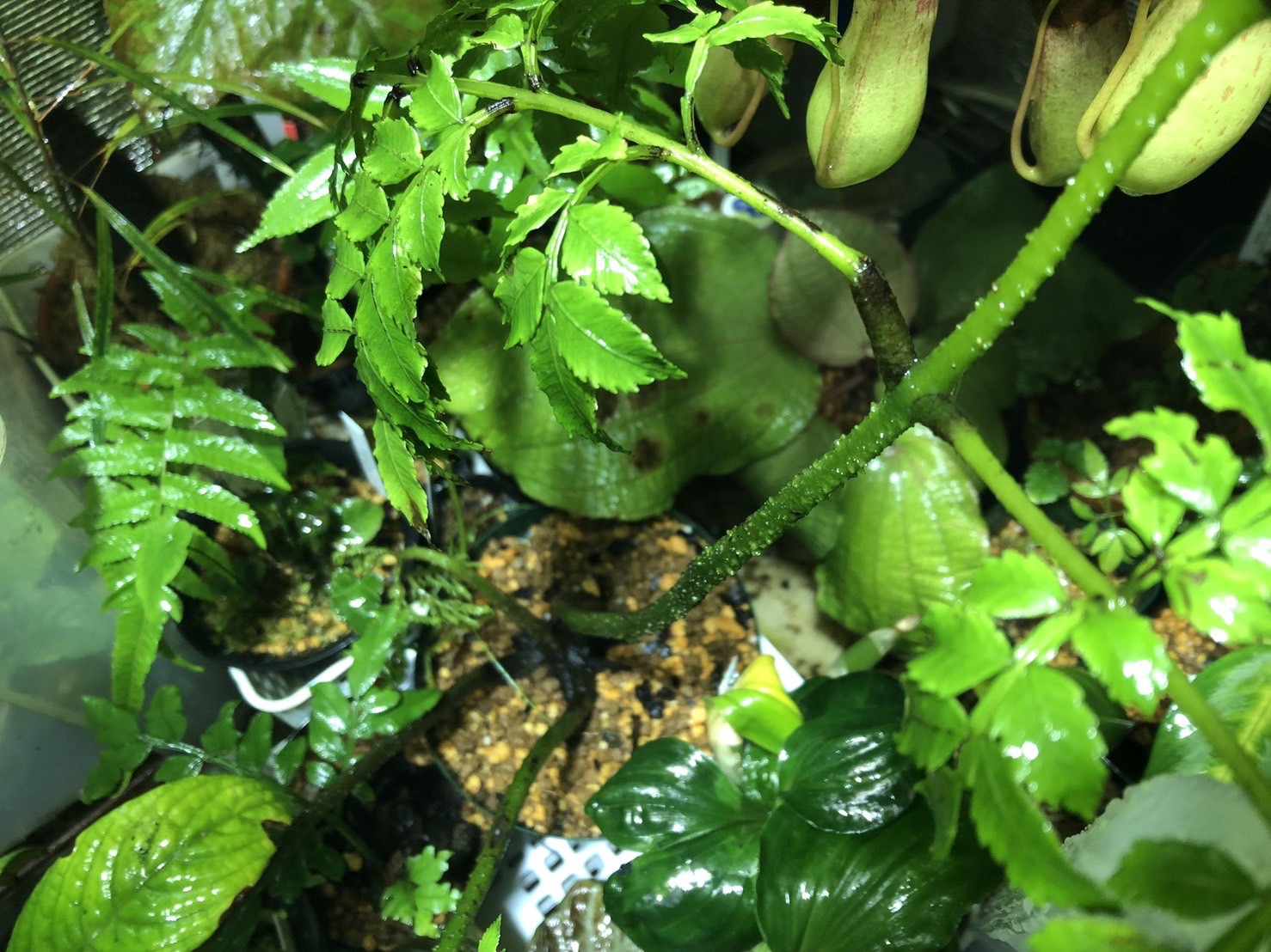 NMPV2021/NMPV2022-インドネシア便について | 珍奇植物備忘録