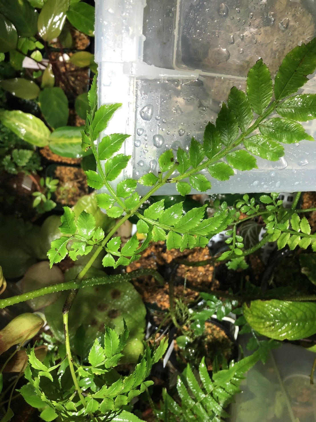 インドネシア原産の熱帯植物 NMPV2021/NMPV2022-インドネシア便について | 珍奇植物備忘録