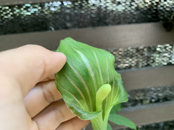 狭義マムシグサに関して Plants Axisの所有植物に関して