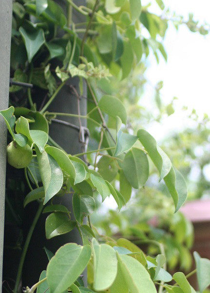 むべ なる かな