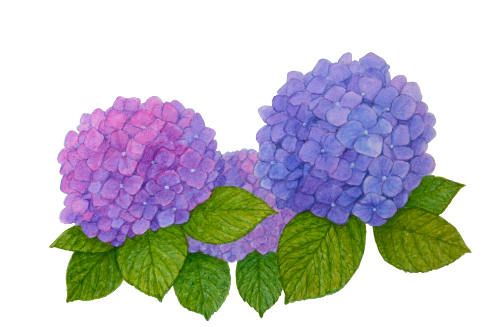 アートワーク作品　紫陽花 Amazon.co.jp: ZXHYWYM アジサイ ウォールアート ブール バス