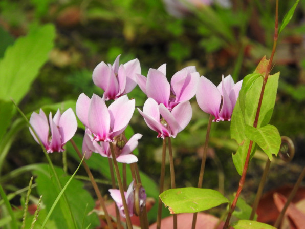 シクラメン ピンクの花 原種 フリー写真素材 Tette S Ownd