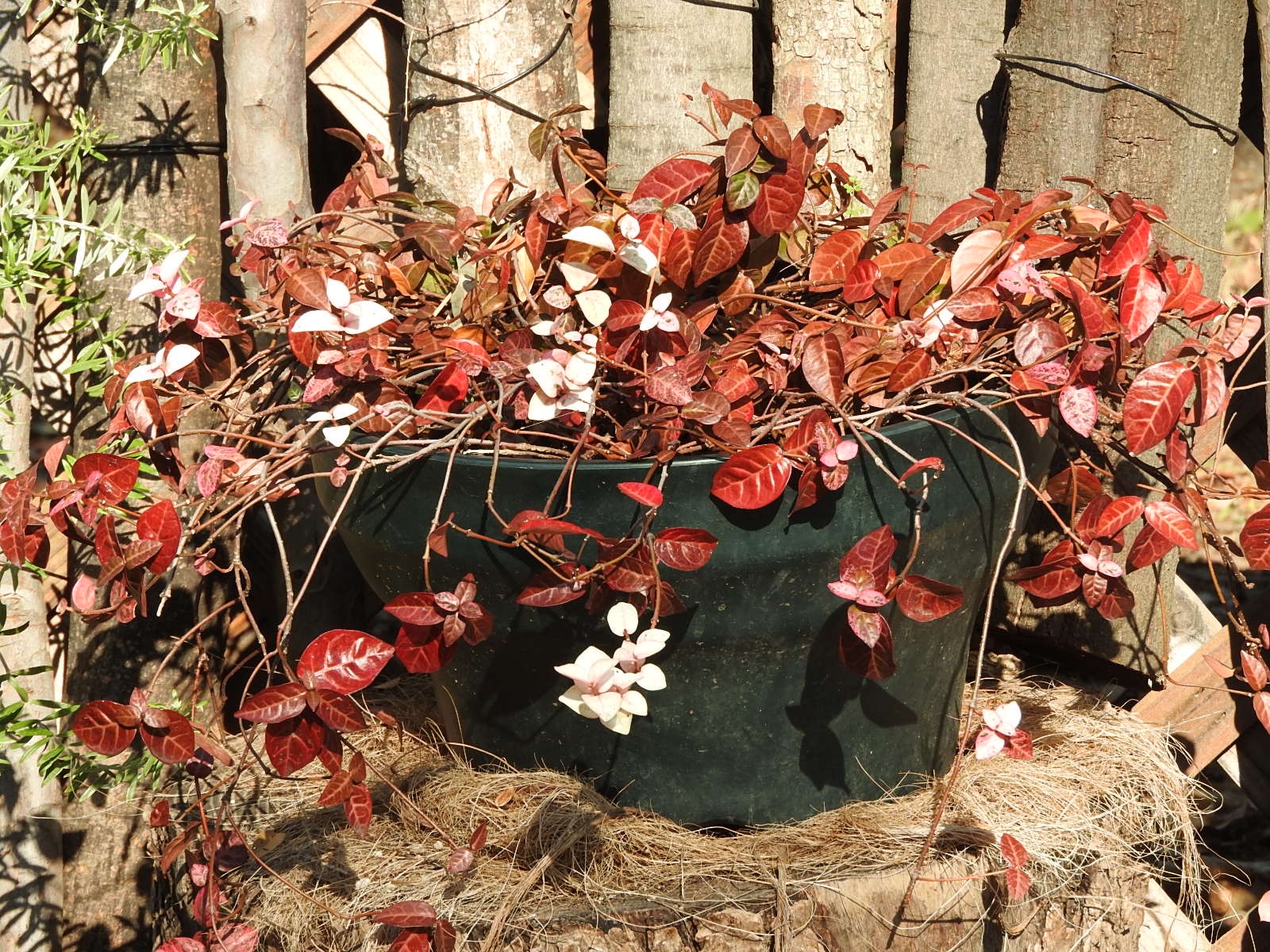 ハツユキカズラ 赤い葉 冬 Tette S Ownd