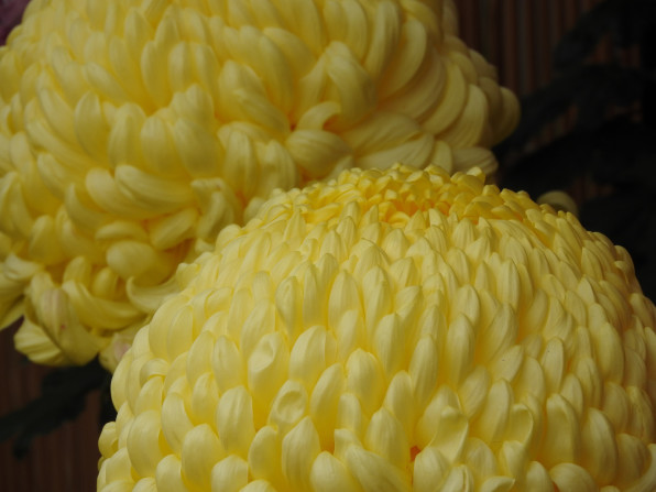 菊 大菊 黄色の花 秋 フリー写真素材 Tette S Ownd