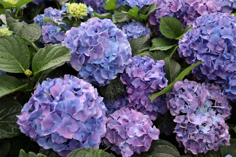 cea60a15d2494c604cd64e2082cb13