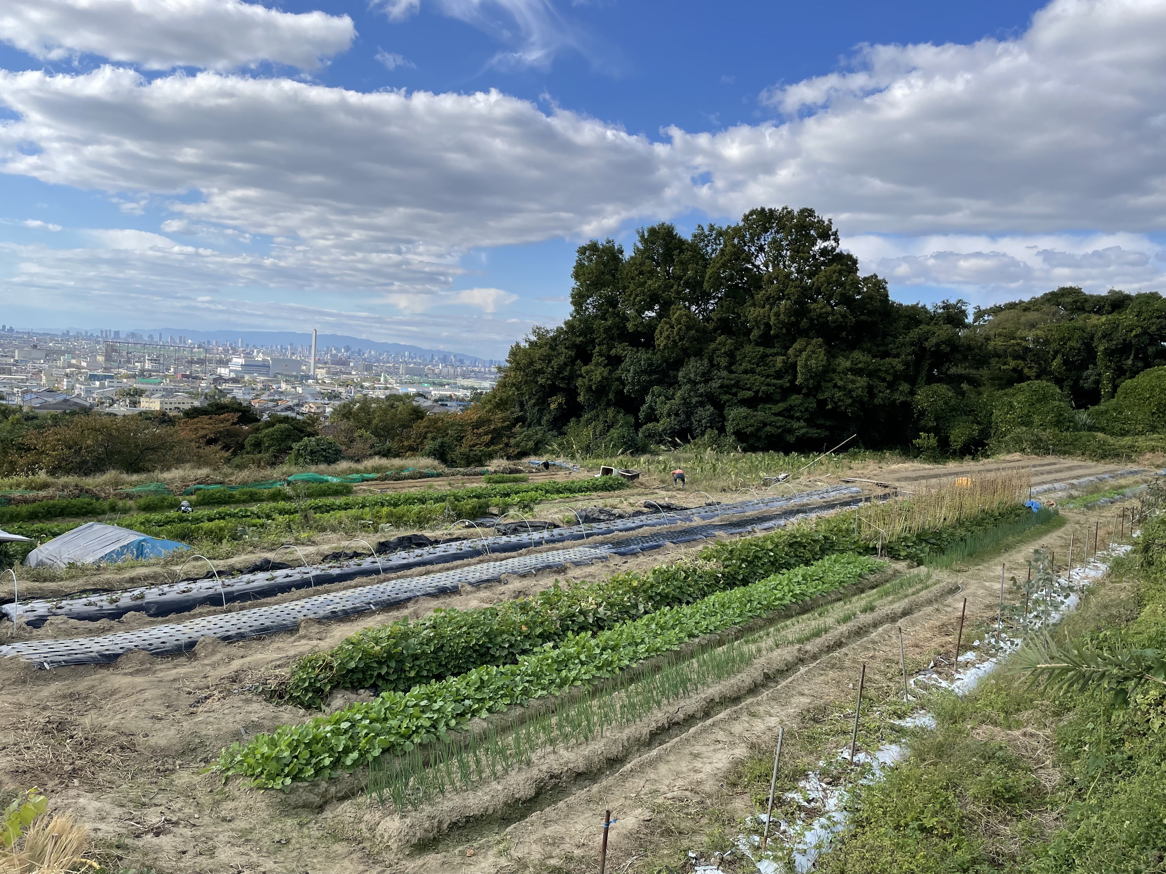 vol. 8 天空の菜園 | 八尾廃校SATODUKURI BASE