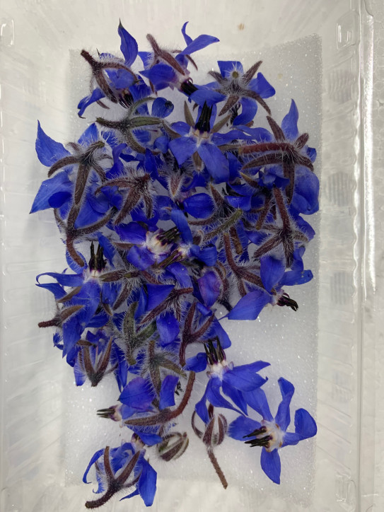 ボリジの花 株式会社 八百巳商店