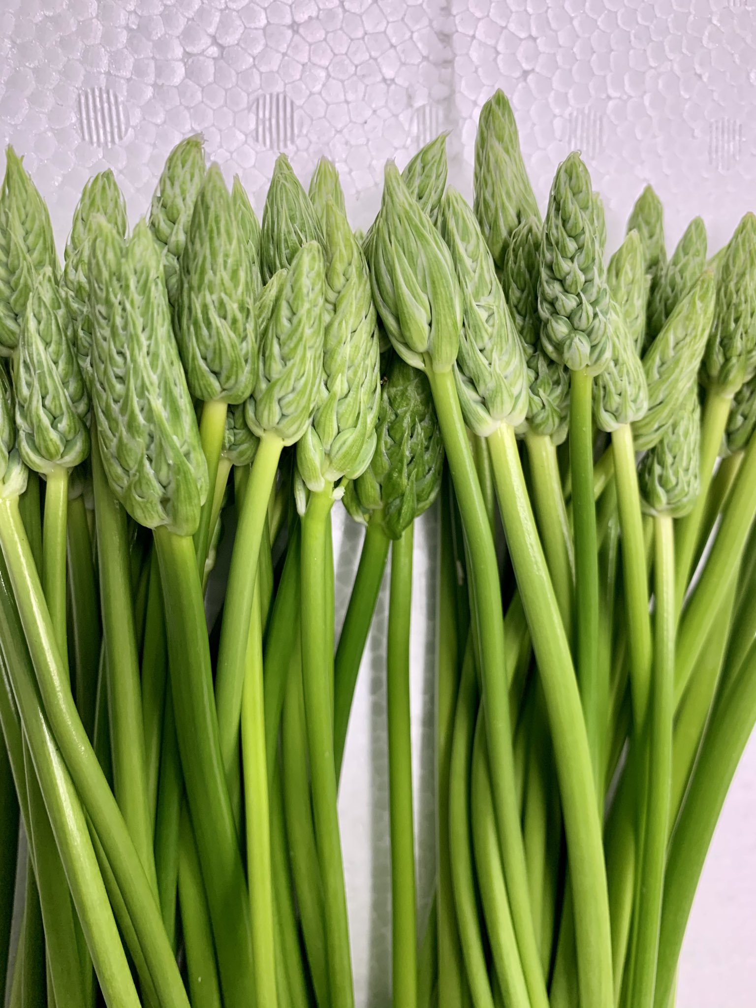 アスパラ ソバージュ（山形県産） | 株式会社 八百巳商店