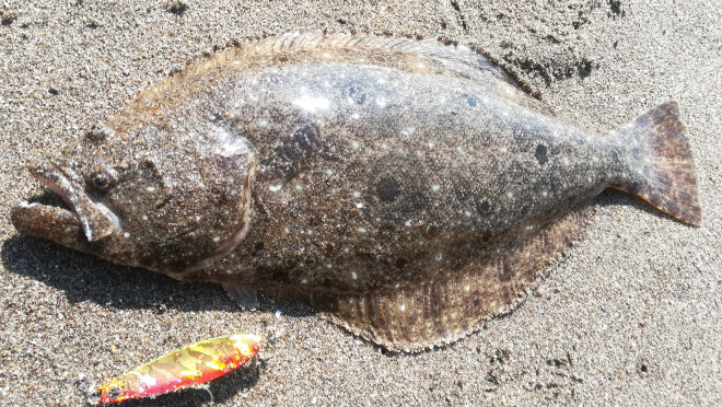 綺麗なヒラメ サーフゲーム そよかぜ釣行記 綺麗なヒラメ サーフゲーム そよかぜ釣行記